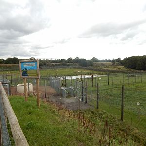 Arctic wolf enclosure 130925