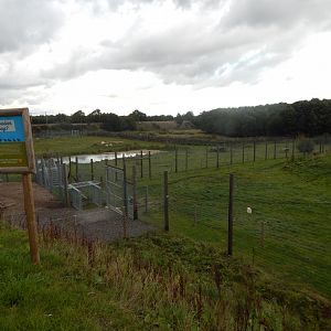 Arctic wolf enclosure 130925