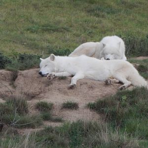 Arctic wolves 130925