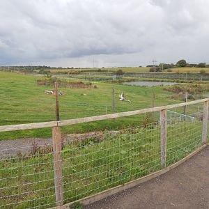 Polar bear enclosure 130925