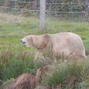 Polar bear 130925