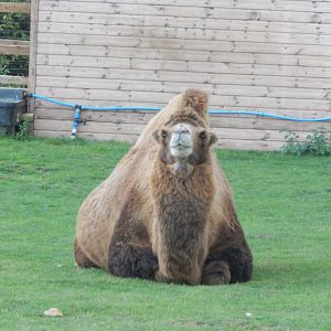 Bactrian camel 130925