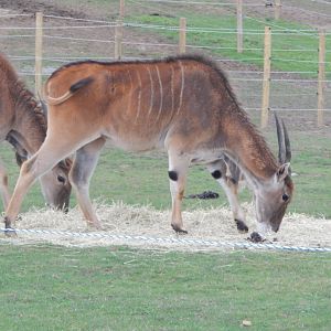Common eland 130925