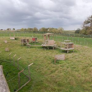 Barbary macaque enclosure 130925