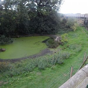 Barbary macaque enclosure 130925