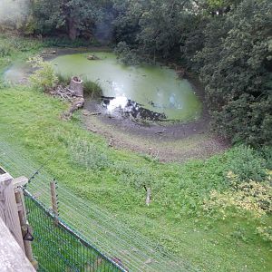 Barbary macaque enclosure 130925