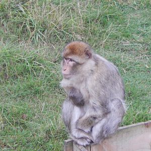 Barbary macaque 130925