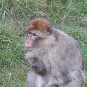 Barbary macaque 130925