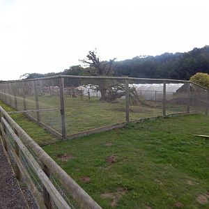 Ring-tailed lemur enclosure 130925