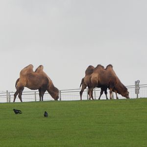 Bactrian camels 130925