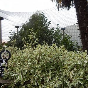 Laughing kookaburra aviary 130925