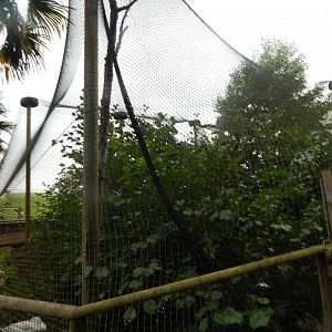 Laughing kookaburra aviary 130925