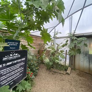 Butterfly House 130925