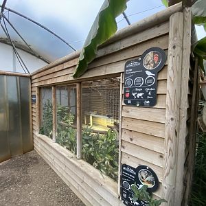 Red fody aviary within Butterfly House 130925