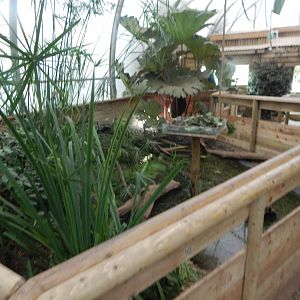 Reptile House - Common snapping turtle exhibit 130925