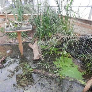 Reptile House - Common snapping turtle exhibit 130925