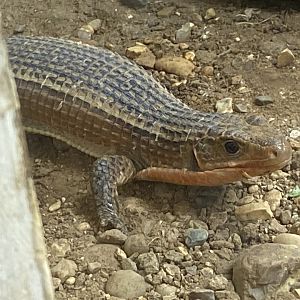 Reptile House - Sudan plated lizard 130925