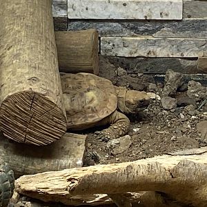 Reptile House - Pancake tortoise 130925