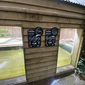 Reptile House - Morelet’s crocodile exhibit 130925