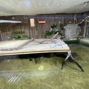 Reptile House - Morelet’s crocodile exhibit 130925