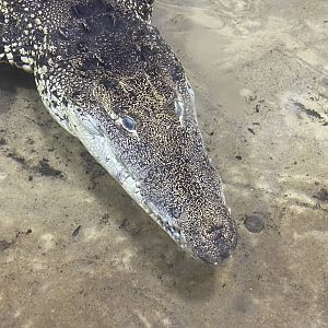 Reptile House - Morelet’s crocodile 130925