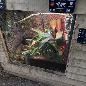 Reptile House - Australian green tree frog exhibit 130925