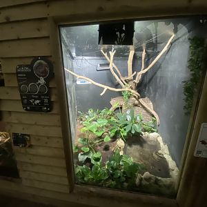 Reptile House - Common boa exhibit 130925