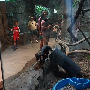 Jul. 2025 - Daytona Aquarium & Rainforest Adventure - Rainforest - Tayra Exhibit