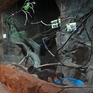 Jul. 2025 - Daytona Aquarium & Rainforest Adventure - Rainforest - Tayra Exhibit