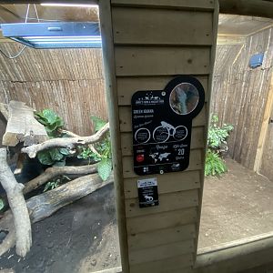 Reptile House - Common green iguana exhibit 130925