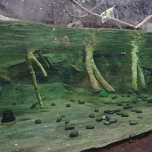 Jul. 2025 - Daytona Aquarium & Rainforest Adventure - Rainforest - Asian Small-clawed Otter Exhibit