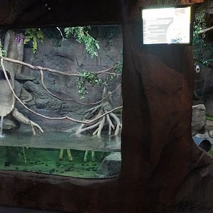 Jul. 2025 - Daytona Aquarium & Rainforest Adventure - Rainforest - Asian Small-clawed Otter Exhibit