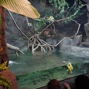 Jul. 2025 - Daytona Aquarium & Rainforest Adventure - Rainforest - Asian Small-clawed Otter Exhibit