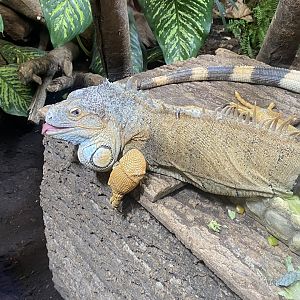 Reptile House - Common green iguana 130925