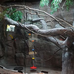 Jul. 2025 - Daytona Aquarium & Rainforest Adventure - Rainforest - Keel-billed Toucan Exhibit