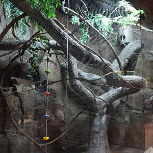 Jul. 2025 - Daytona Aquarium & Rainforest Adventure - Rainforest - Keel-billed Toucan Exhibit