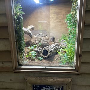 Reptile House - California kingsnake exhibit 130925