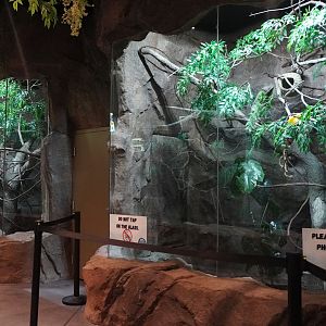 Jul. 2025 - Daytona Aquarium & Rainforest Adventure - Rainforest - Two Exhibits