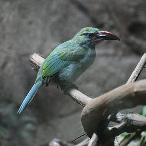 Jul. 2025 - Daytona Aquarium & Rainforest Adventure - Rainforest - Groove-billed Toucanet