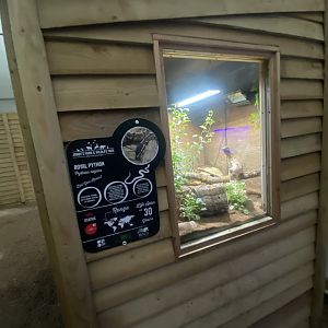 Reptile House - Royal python exhibit 130925