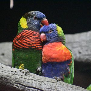 Jul. 2025 - Daytona Aquarium & Rainforest Adventure - Rainforest - Lorikeets