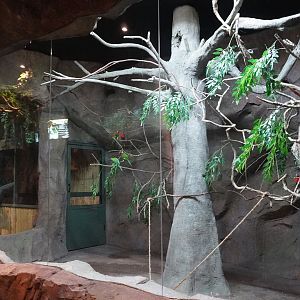 Jul. 2025 - Daytona Aquarium & Rainforest Adventure - Rainforest - Lorikeet Exhibit