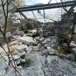 Rock Ptargmigan Aviary