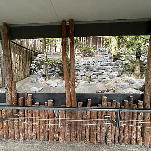 Mixed-species Aviary