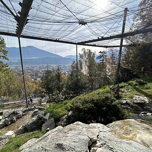 Bearded Vulture & Alpine Marmot Aviary