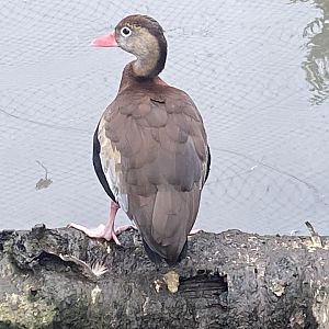 Southern black-bellied whistling duck 101025