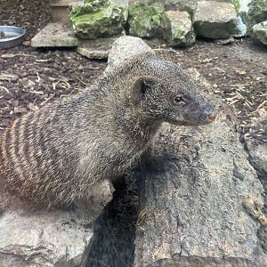 Banded mongoose 101025