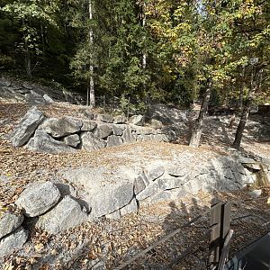 European Bison Exhibit #1