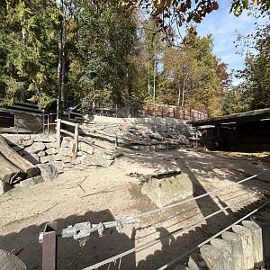 European Bison Exhibit #2