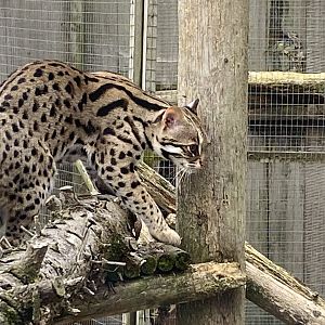 Indochinese leopard cat 101025